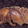 This is the pupa and male of eastern Hercules beetle, Dynastes tityus (Linnaeus).  The pupa is the stage between the larva and the adult, like the chrysalis for a butterfly. Photo by Art Evans.